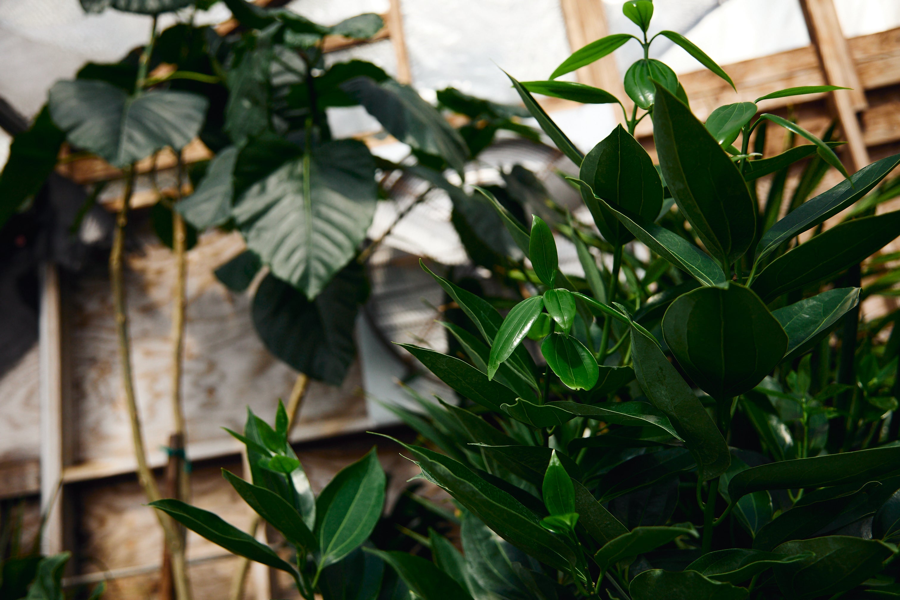 Houseplants