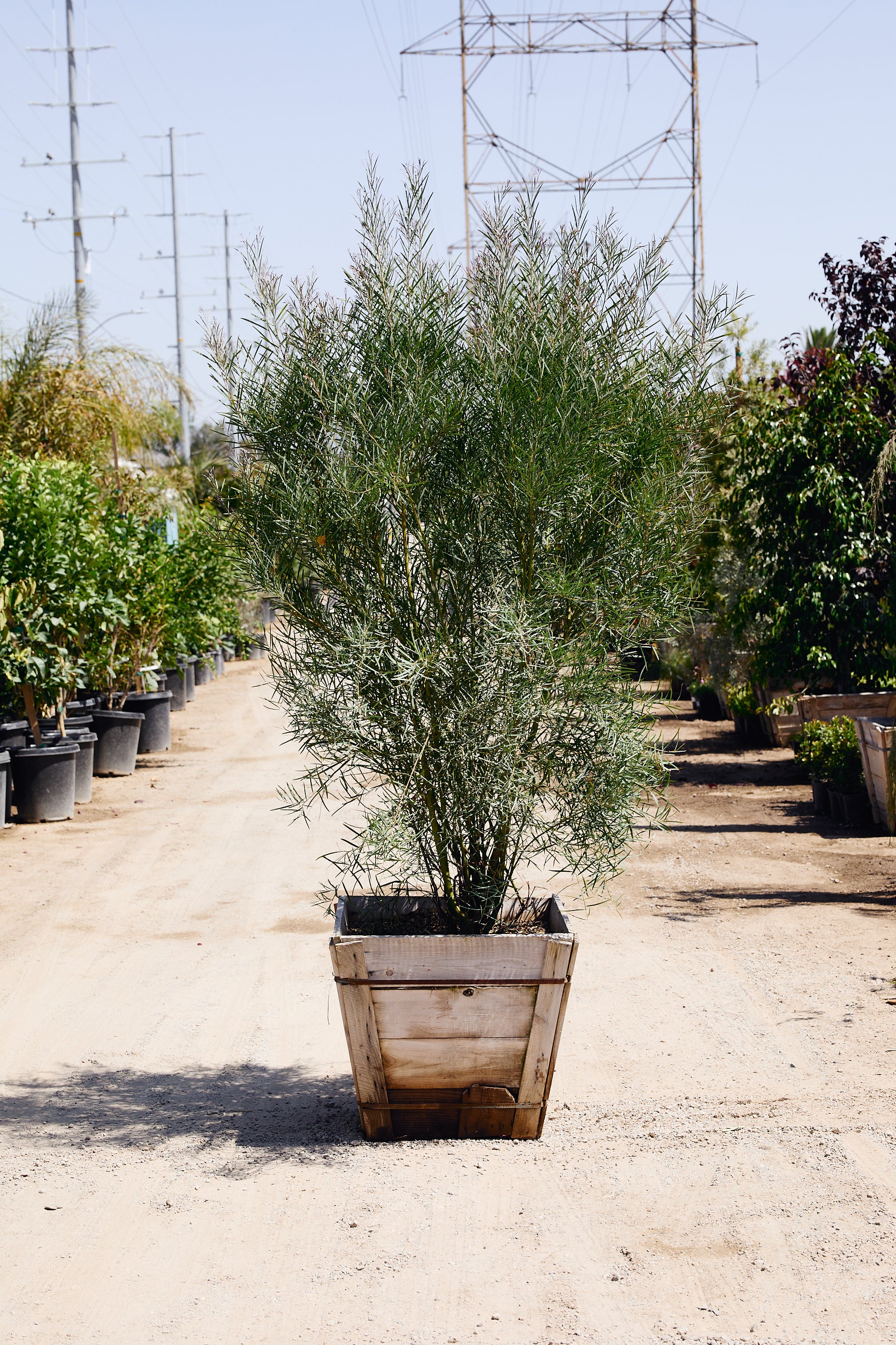 acacia house plant Willow Wattle – Fast Growing Privacy Screen Plant Los Angeles Delivery