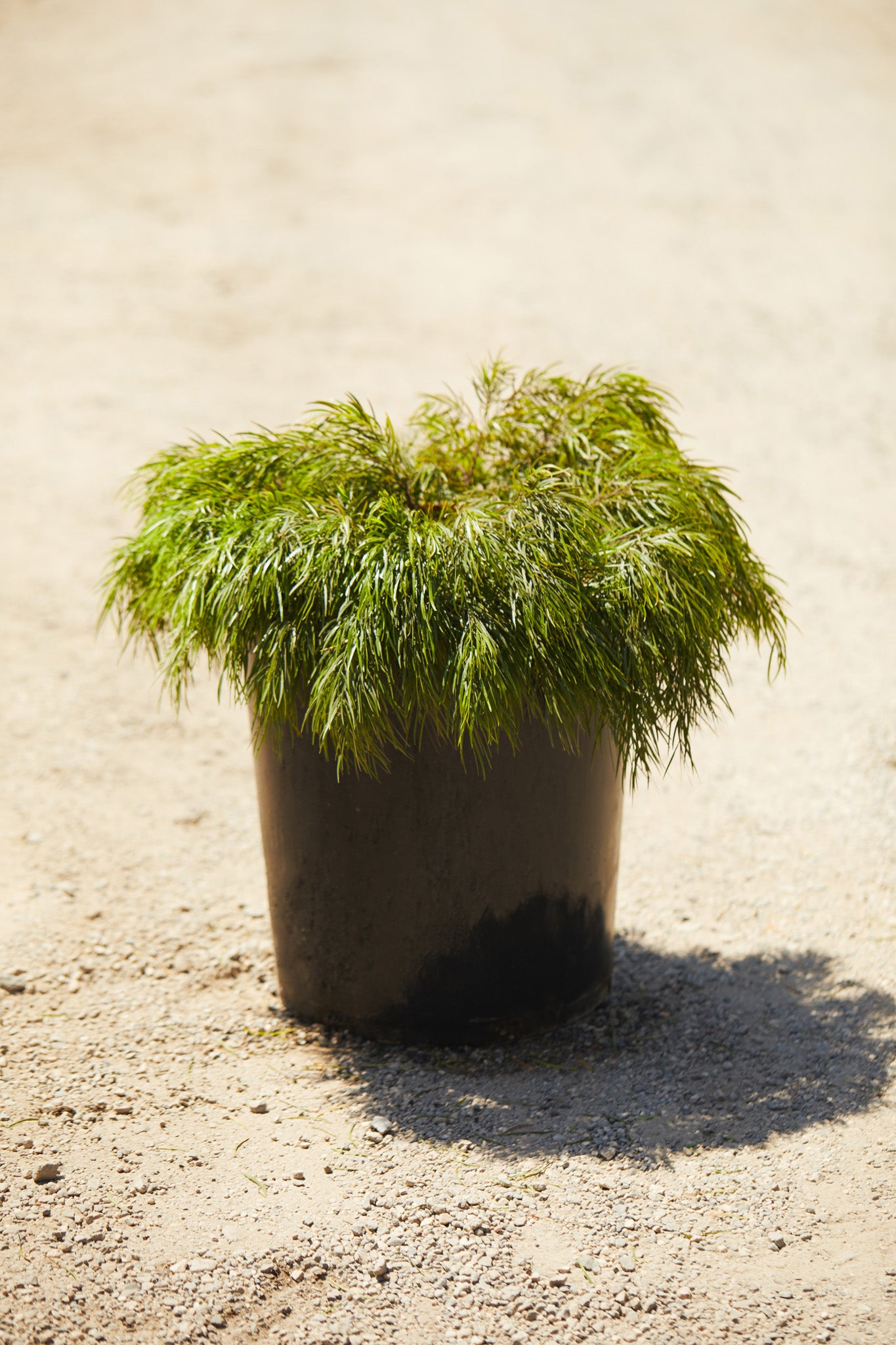 cousin it plant in pot Little River Wattle 'Cousin Itt' (Acacia cognata) – Los Angeles Delivery