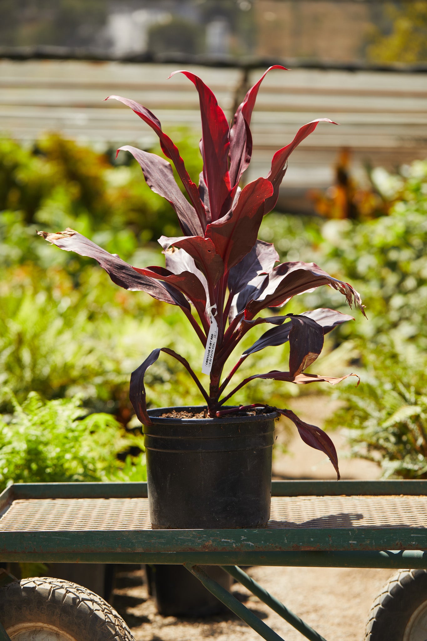 cordyline pot plant Ruby Ti Plant (Cordyline fruticosa ‘Ruby’) – Los Angeles Delivery