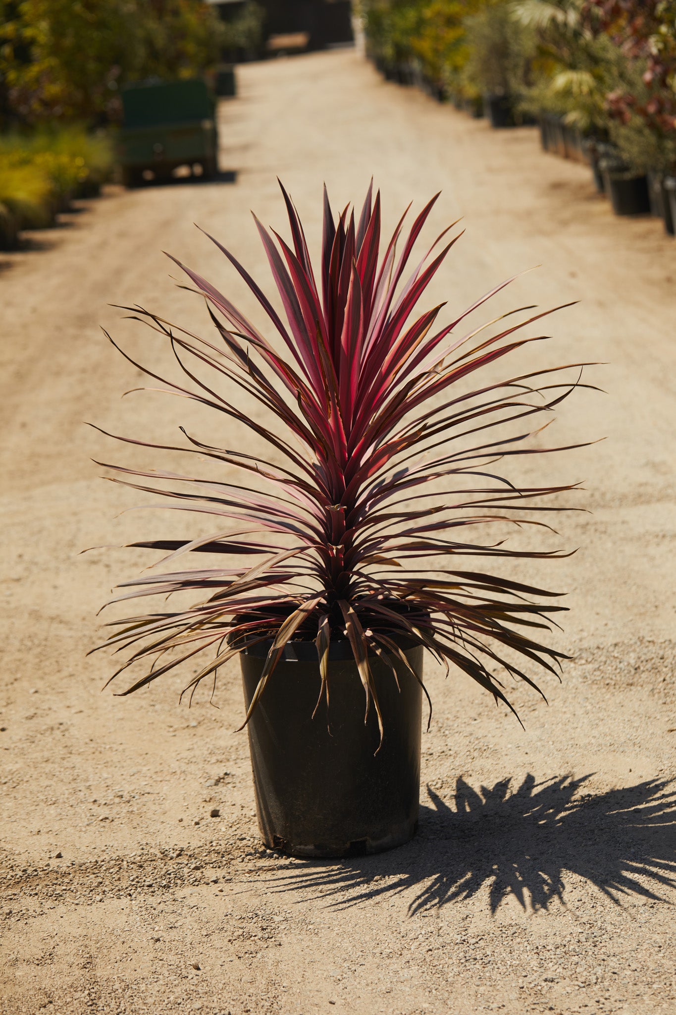 false dracaena cordyline red star Cordyline ‘Red Star’ (Cordyline australis) – Los Angeles Delivery