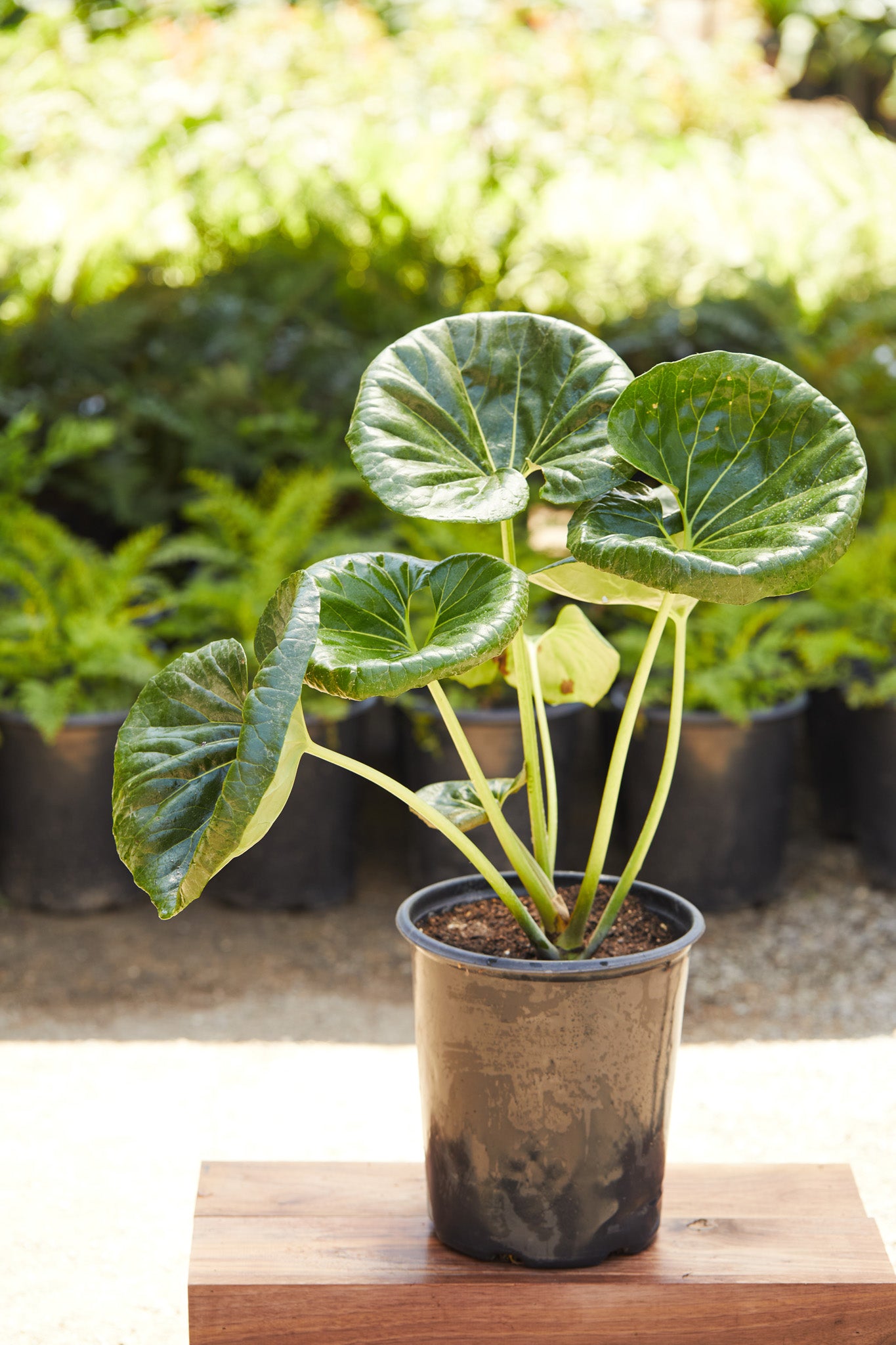 giant leopard plant seeds Leopard Plant (Farfugium gigantea)