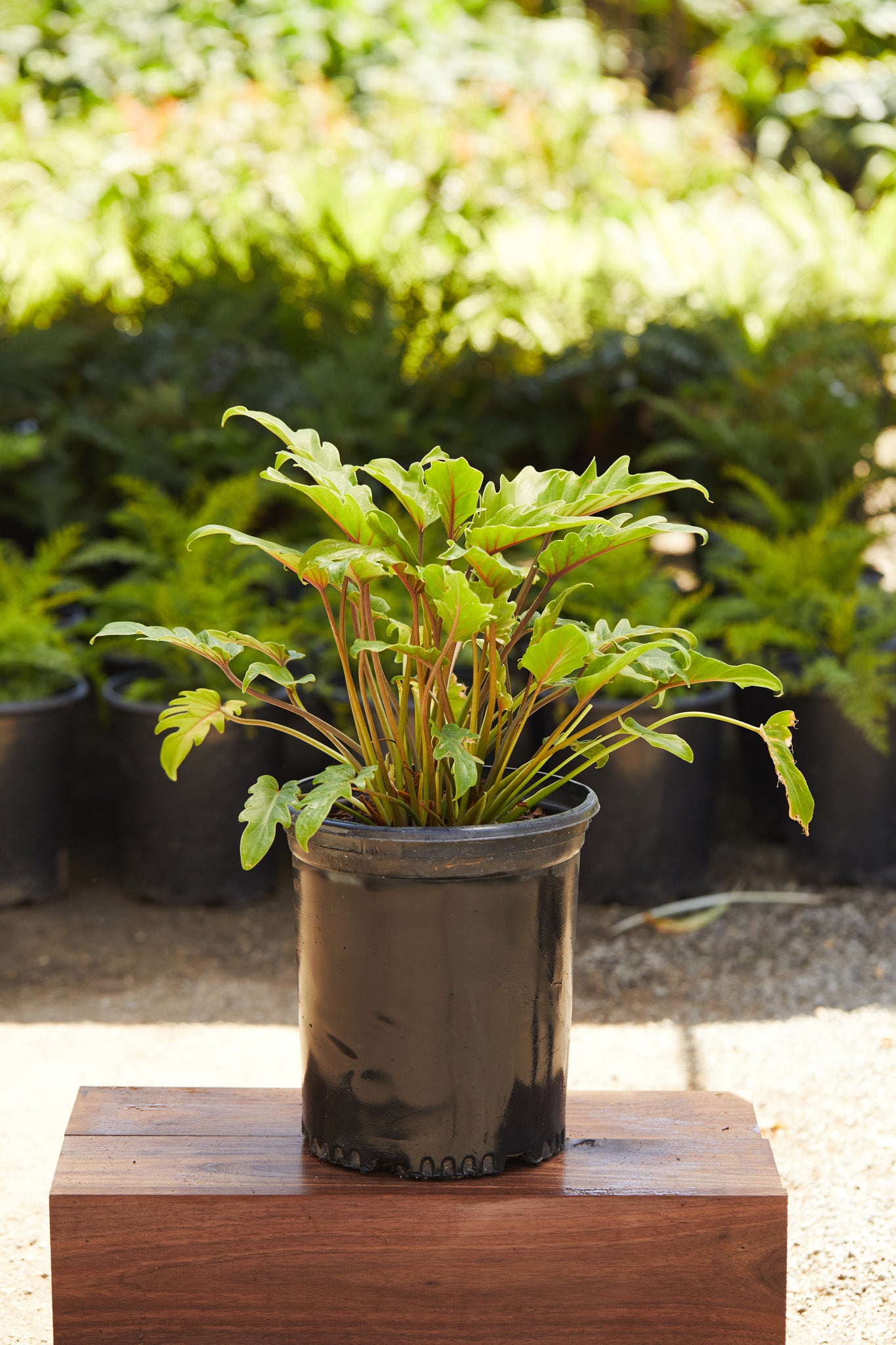 philodendron bipinnatifidum xanadu Xanadu Philodendron (Thaumatophyllum bipinnatifidum 'Xanadu') – Los Angeles Delivery