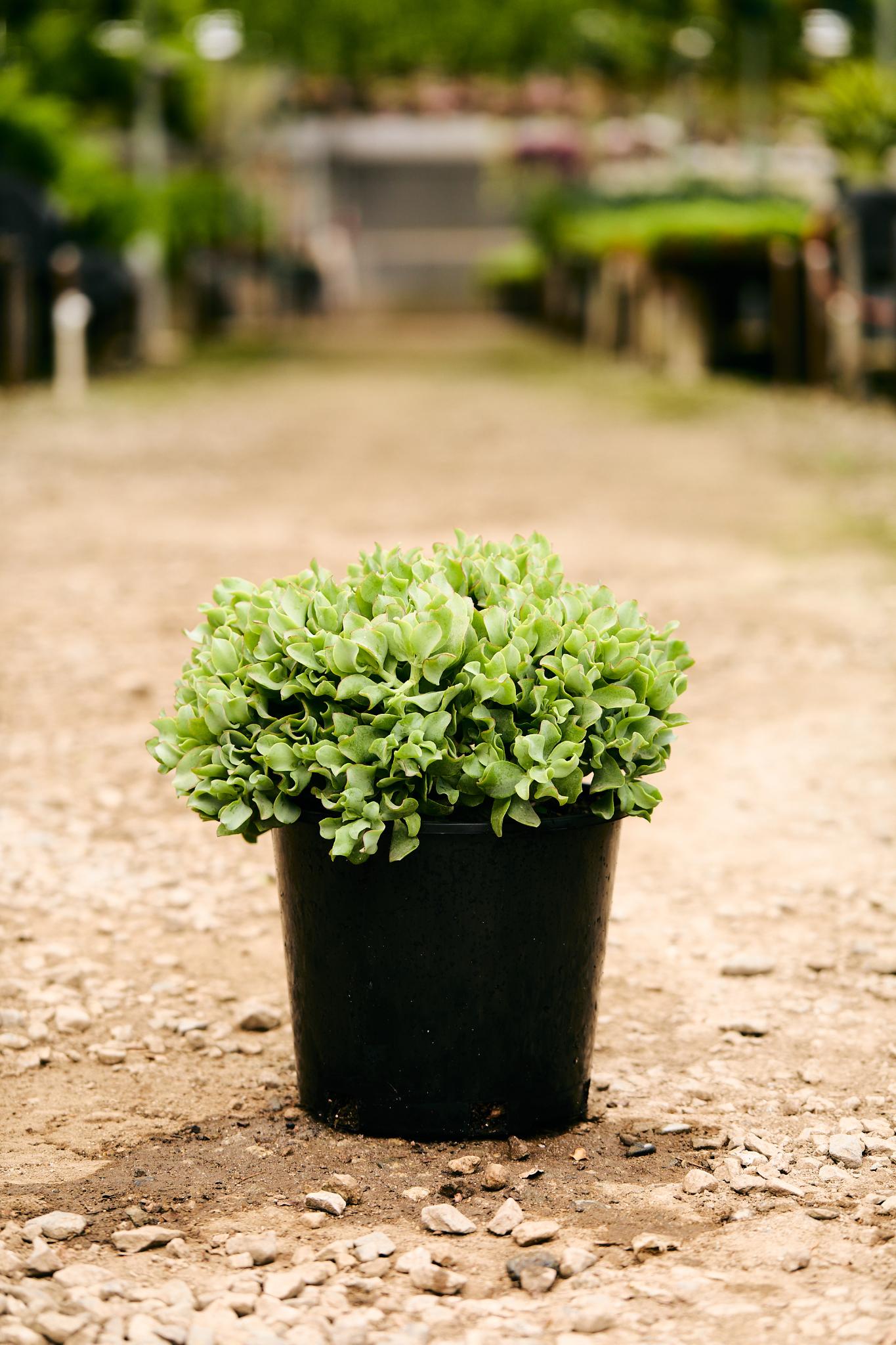 curly jade plant Curly Jade Plant (Crassula arborescens 'Curly') – Los Angeles Delivery