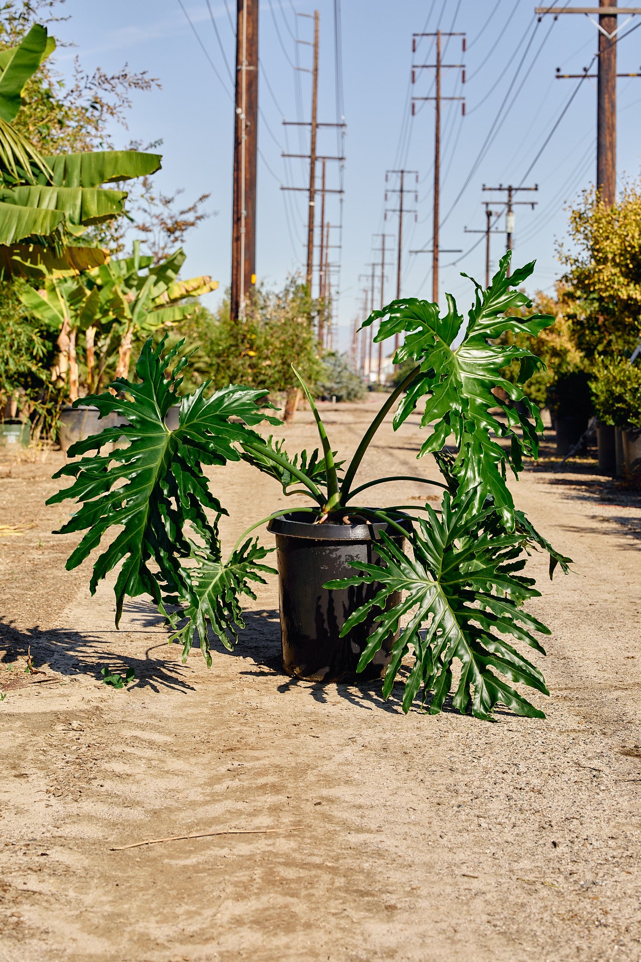 tree philodendron soil Split-Leaf Philodendron (Thaumatophyllum bipinnatifidum) – Los Angeles  Delivery