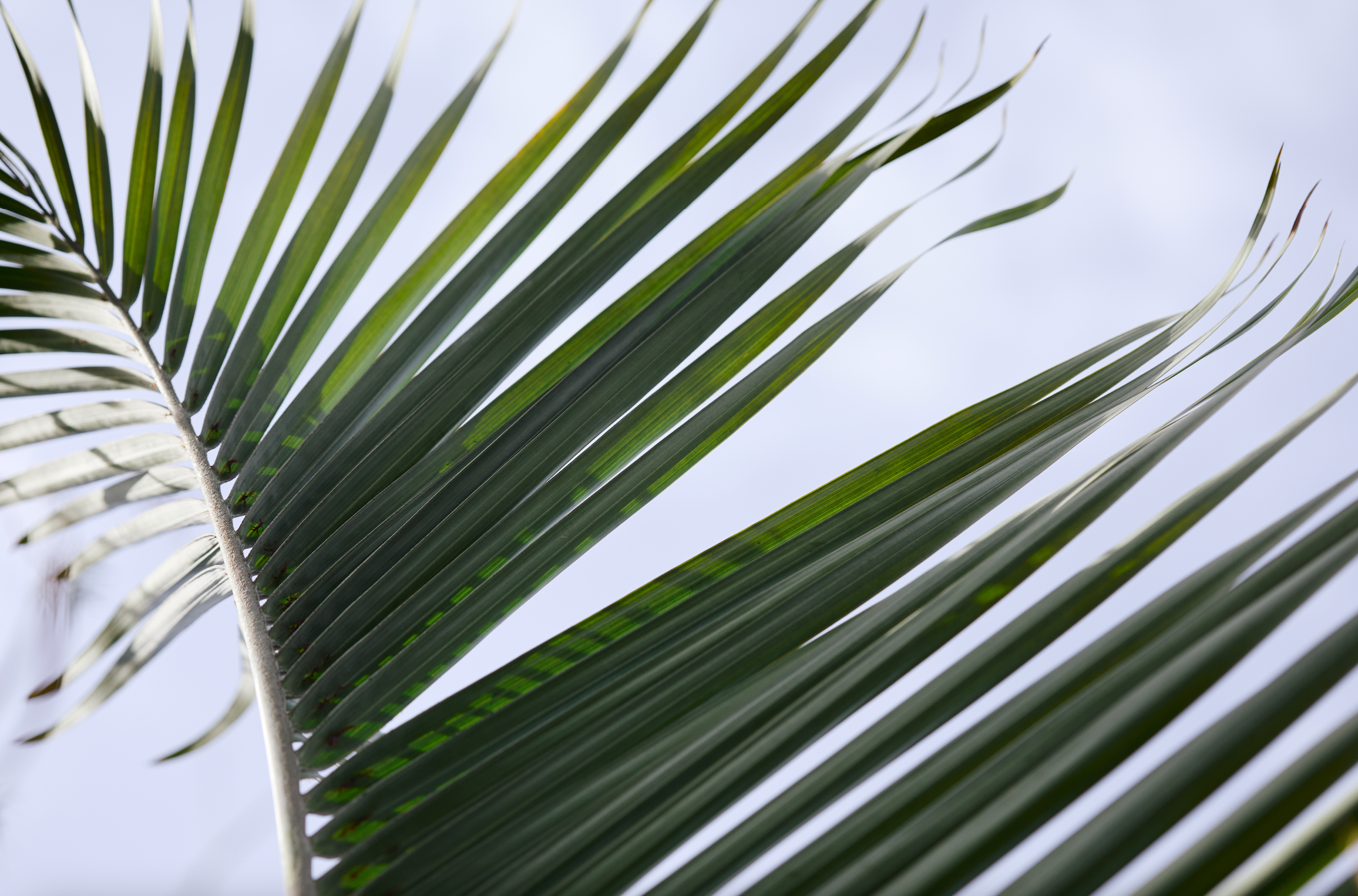 Outdoor Plants