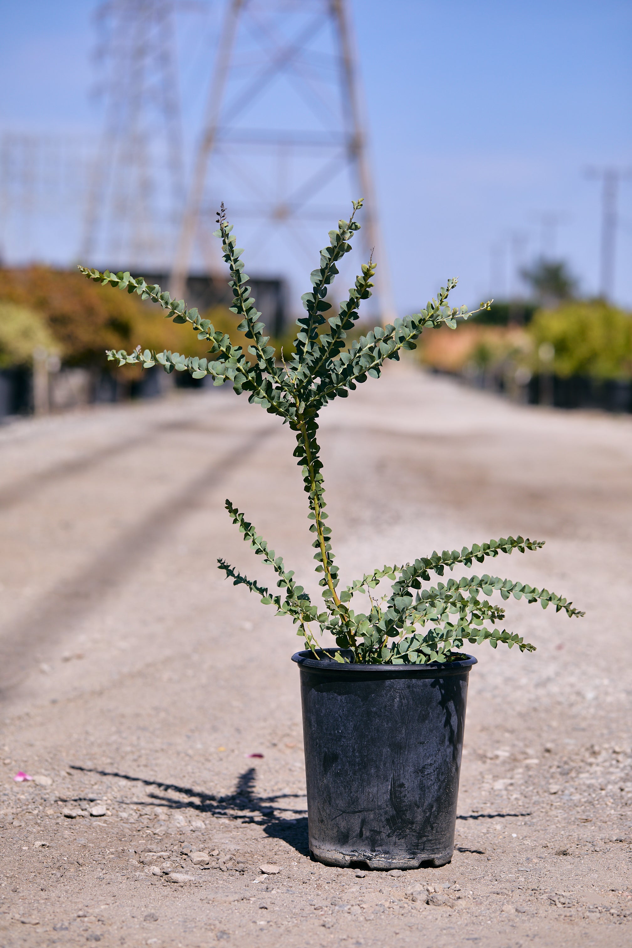 Knife Leaf Wattle (Acacia cultriformis) – Los Angeles Delivery
