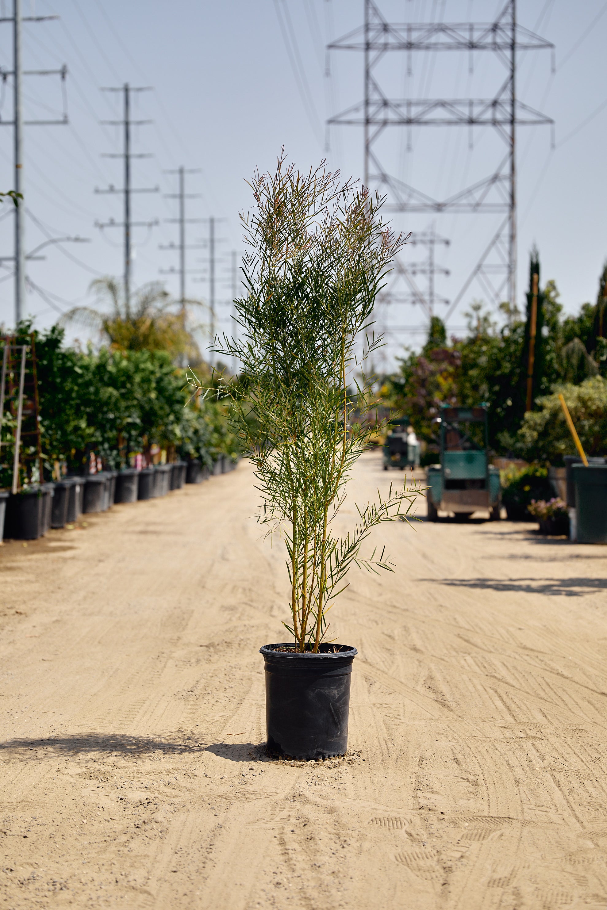 Willow-leaved Wattle (Acacia iteaphylla)
