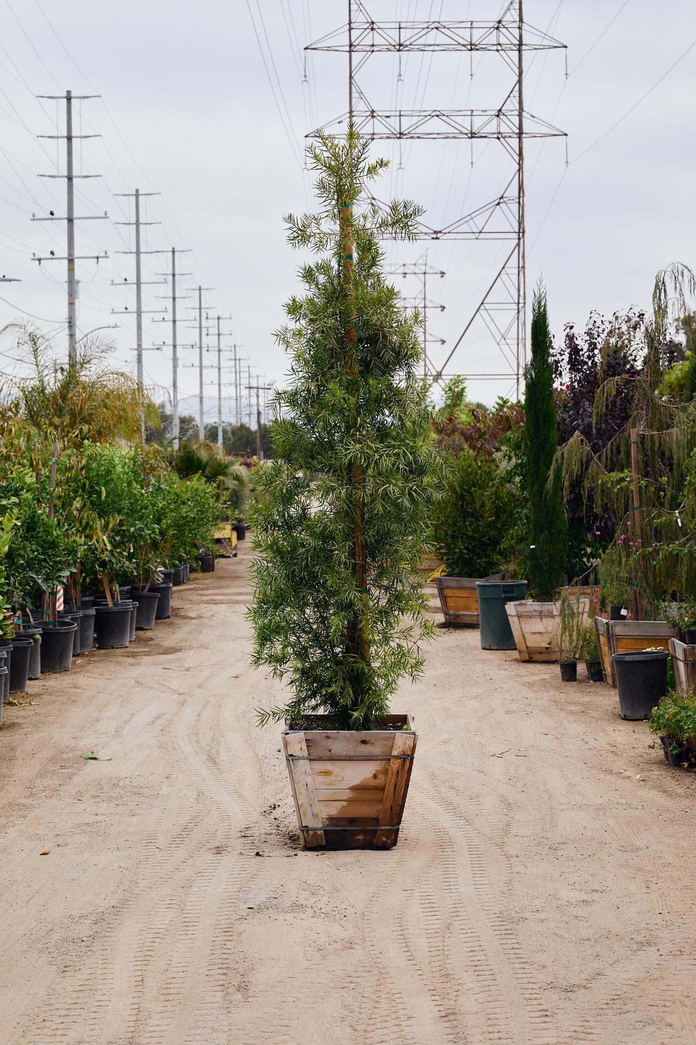 African Fern Pine (Afrocarpus gracilior)