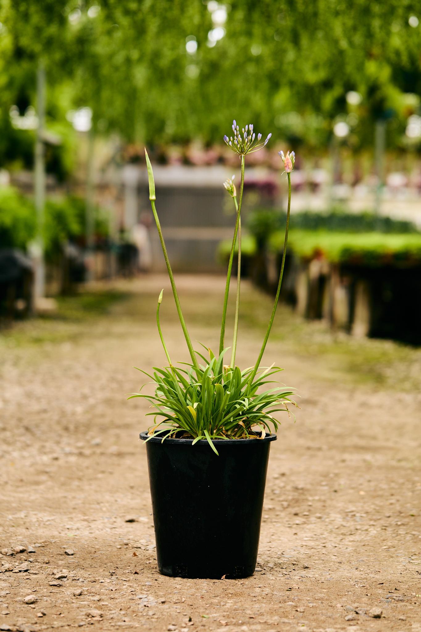 Dwarf Agapanthus 'Peter Pan' (Agapanthus 'Peter Pan')