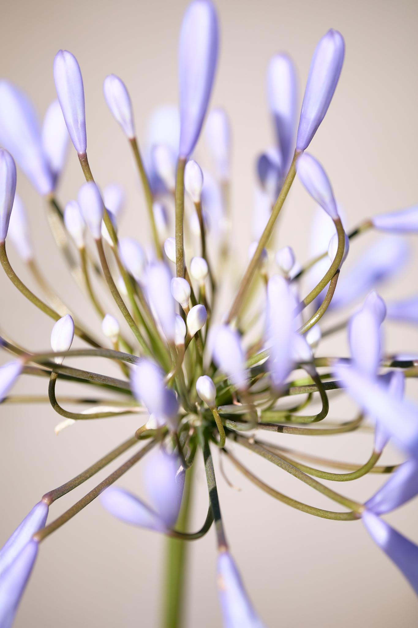 Blue Lily of the Nile (Agapanthus orientalis)