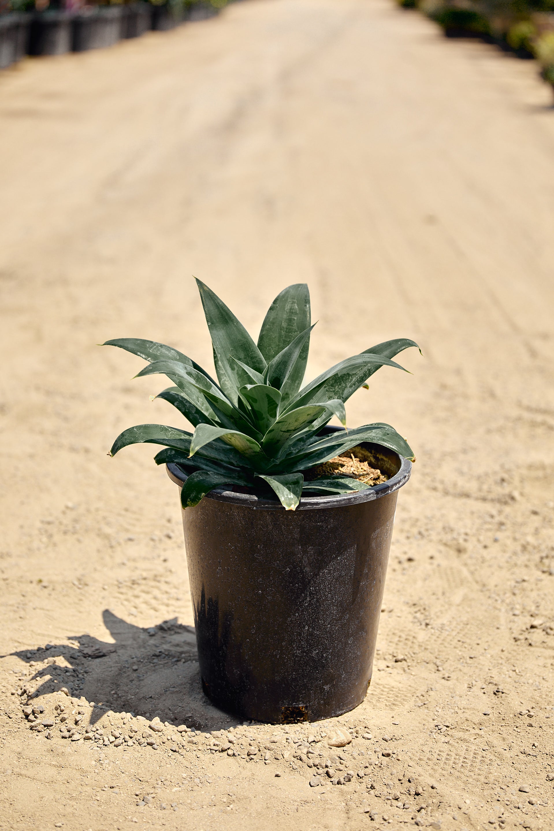 Blue Foxtail Agave (Agave attenuata 'Boutin Blue')