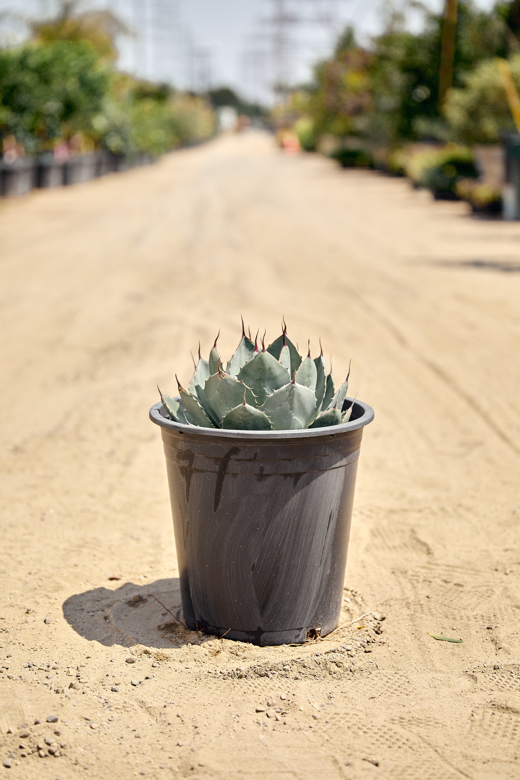 Artichoke Agave (Agave truncata)