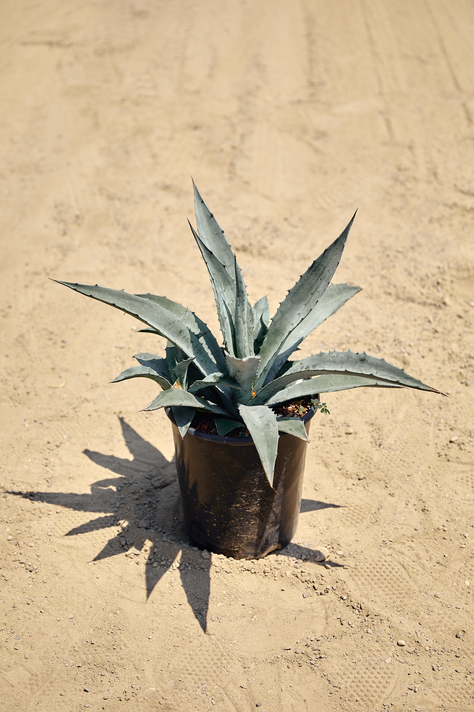 Weber Agave (Agave weberii) – Los Angeles Delivery