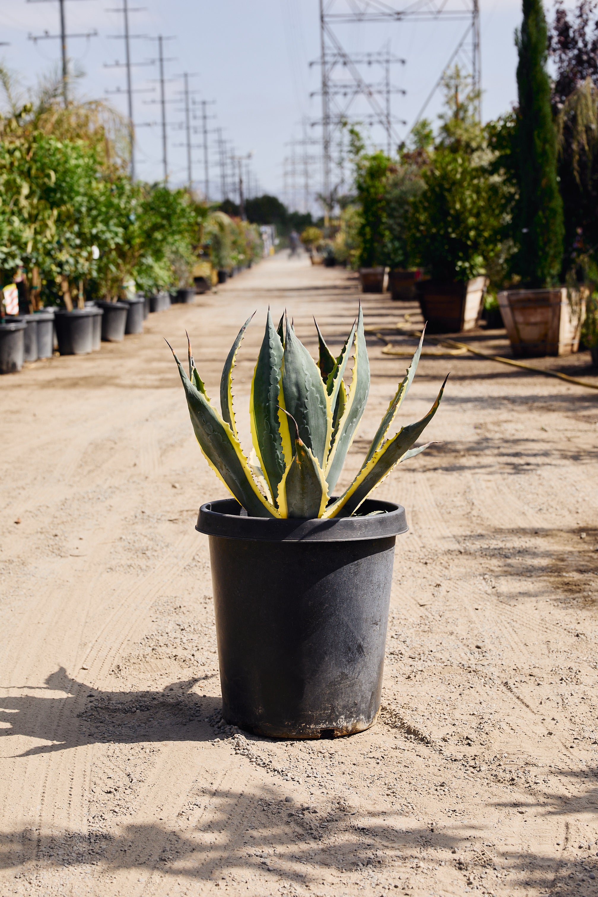 Variegated Century Plant (Agave americana marginata)