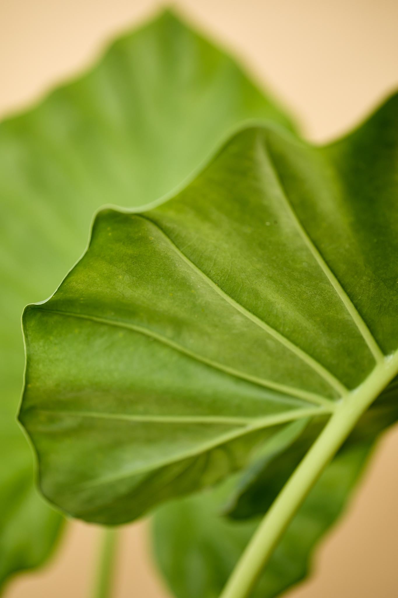 Elephant Ear (Alocasia spp.)