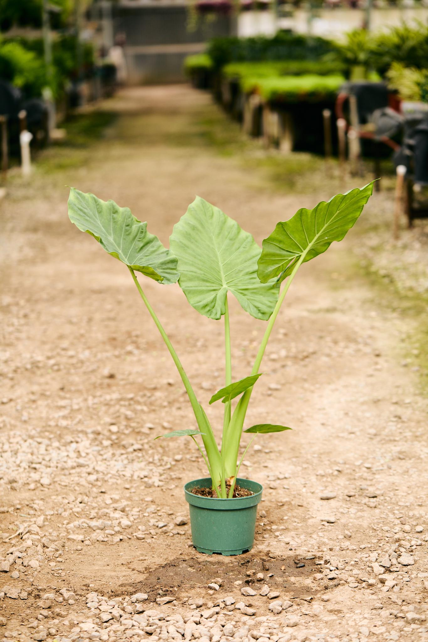 Elephant Ear (Alocasia spp.)