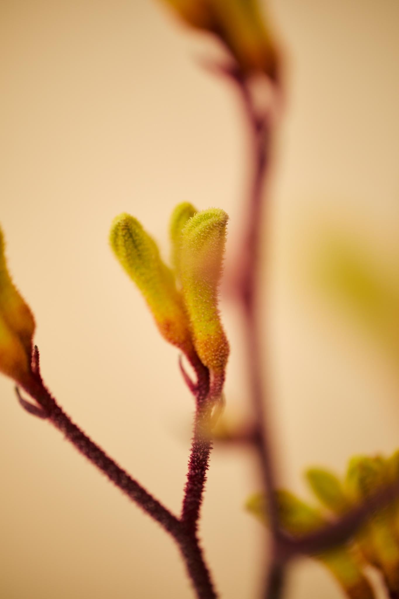 Kangaroo Paw (Anigozanthos spp.)