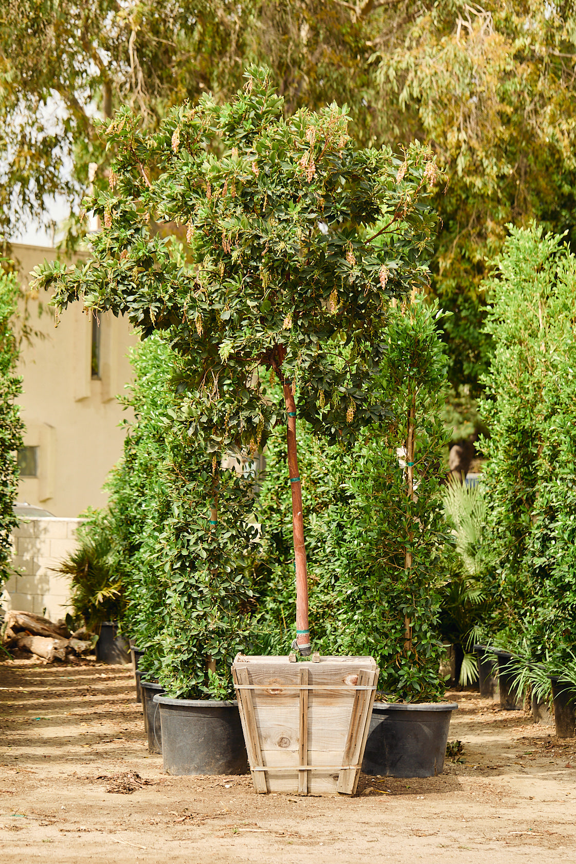 Strawberry Tree (Arbutus unedo)