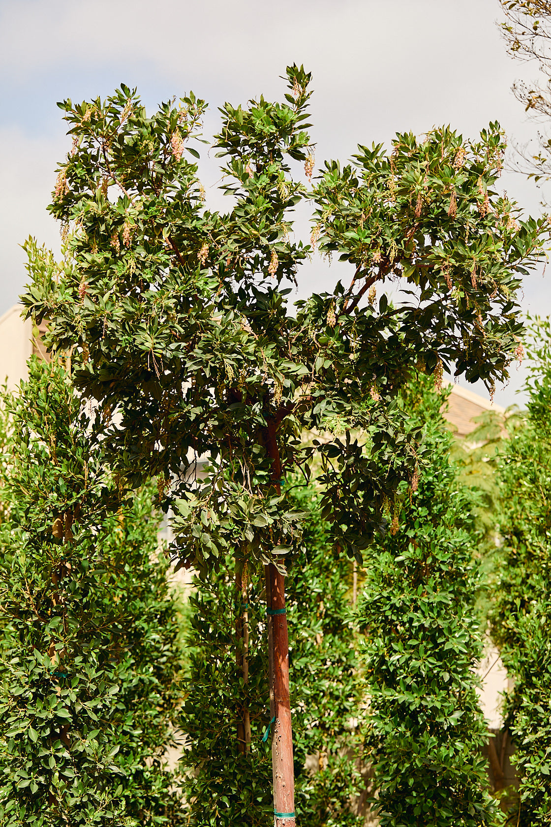 Strawberry Tree (Arbutus unedo)