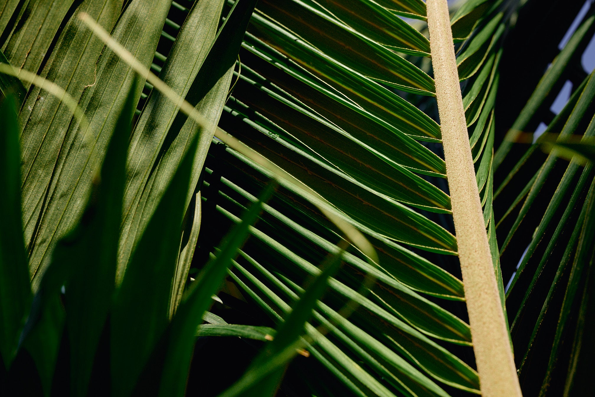 King Palm (Archontophoenix alexandrae)