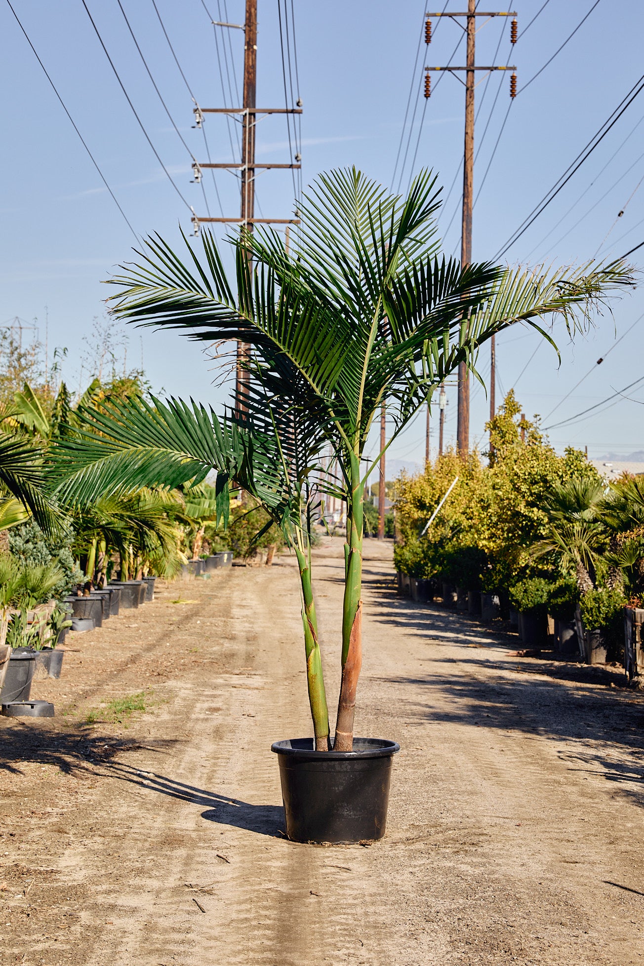 King Palm (Archontophoenix alexandrae)