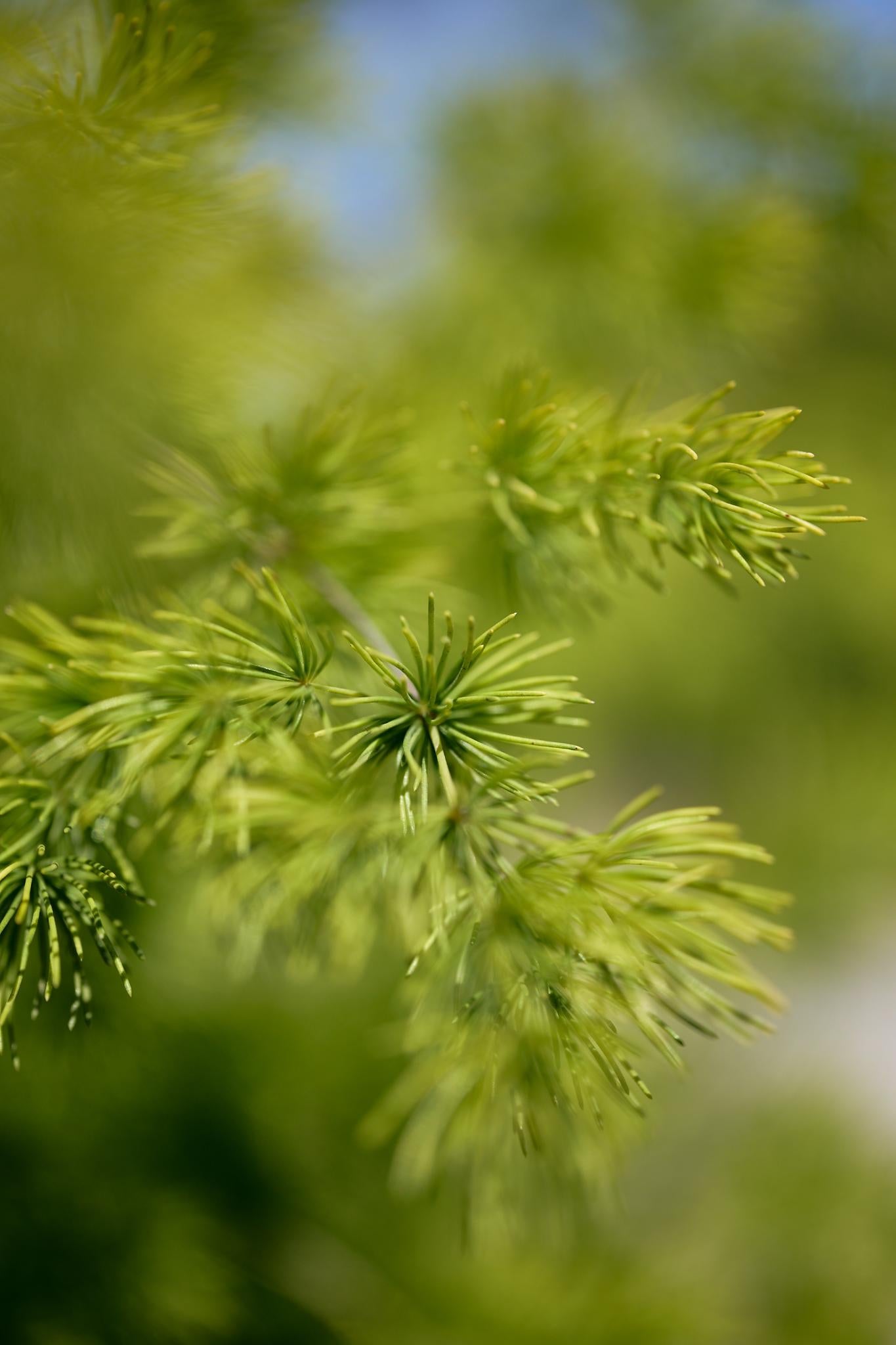 Pom Pom Asparagus (Asparagus retrofractus)