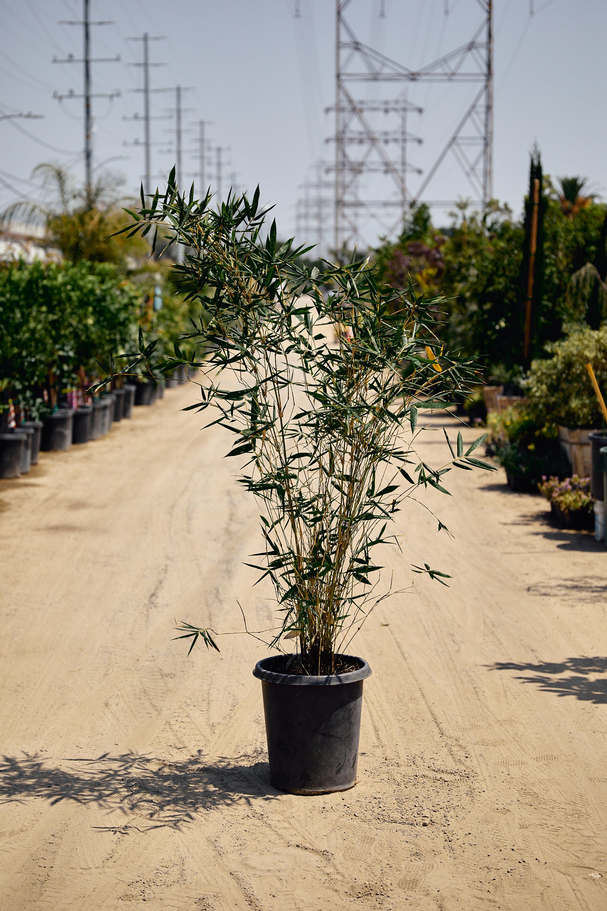 bamboo plants in pots for screening Clumping Bamboo Privacy Screen (Bambusa oldhamii) Los Angeles Delivery