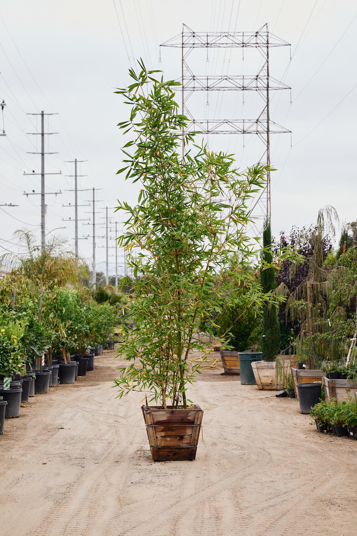Giant Timber Bamboo (Bambusa oldhamii)