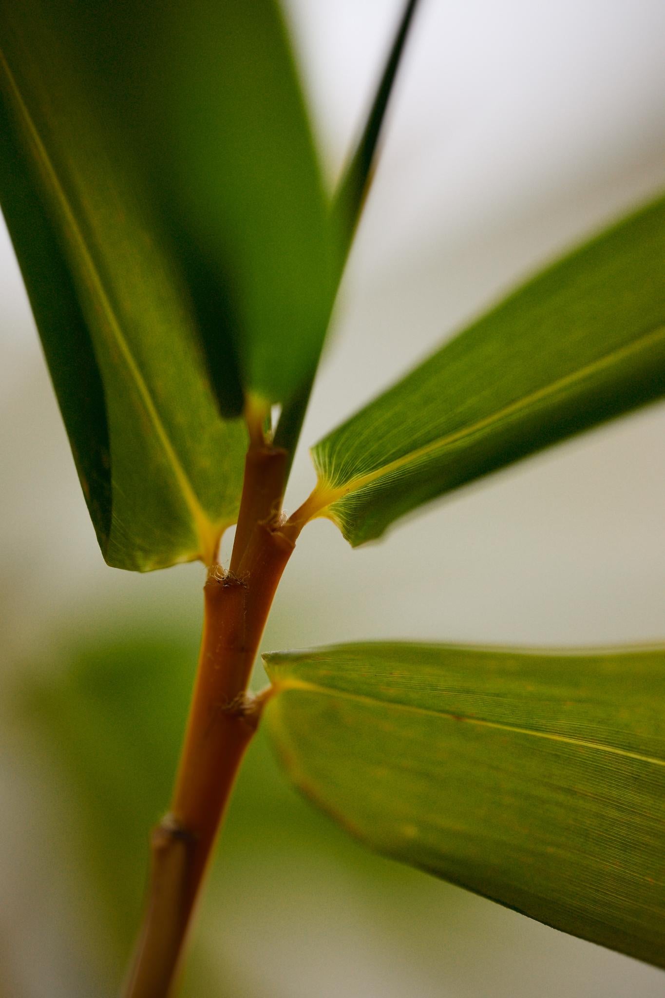 Giant Timber Bamboo (Bambusa oldhamii)