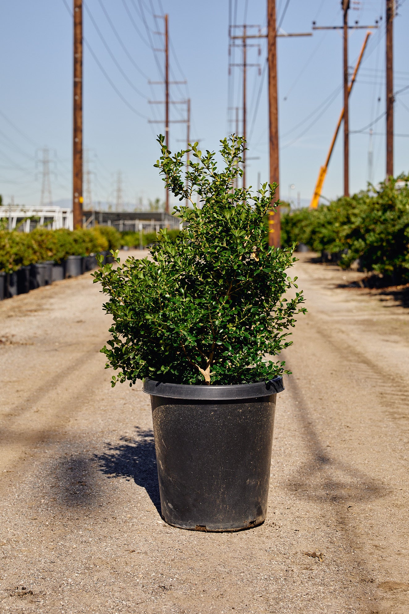 Japanese Boxwood (Buxus microphylla var. japonica)