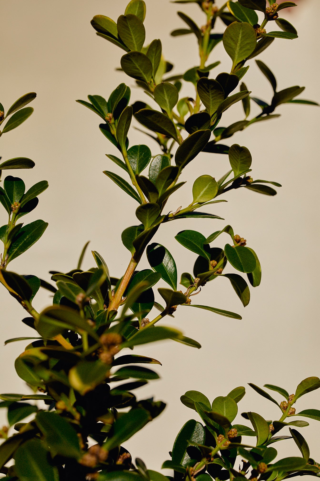 Japanese Boxwood (Buxus microphylla var. japonica)