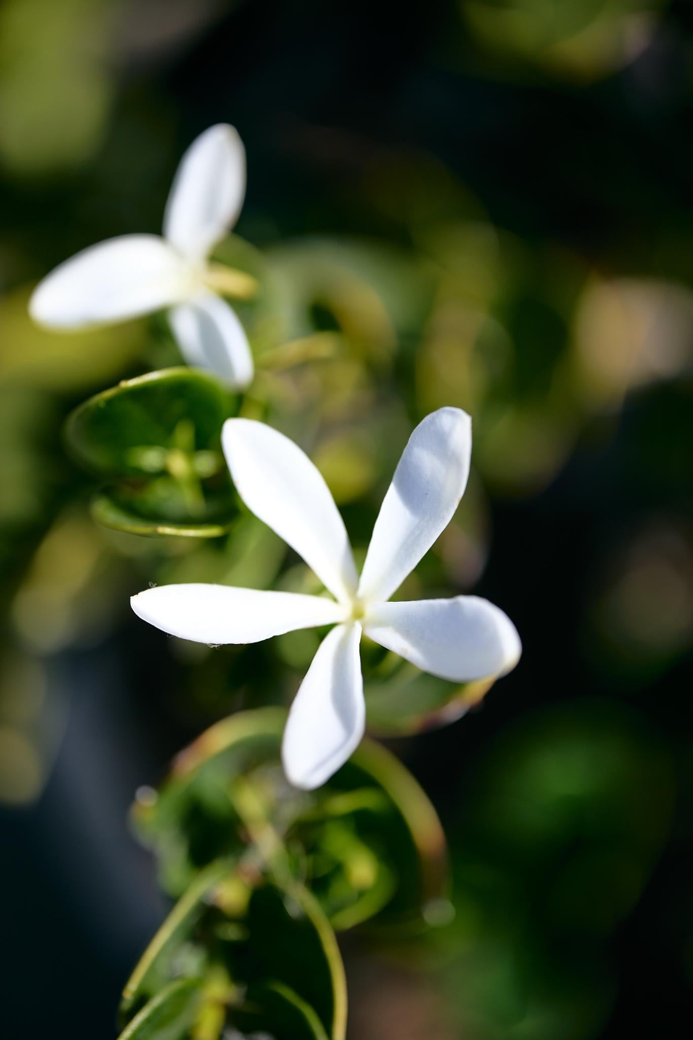 Natal Plum (Carissa macrocarpa)