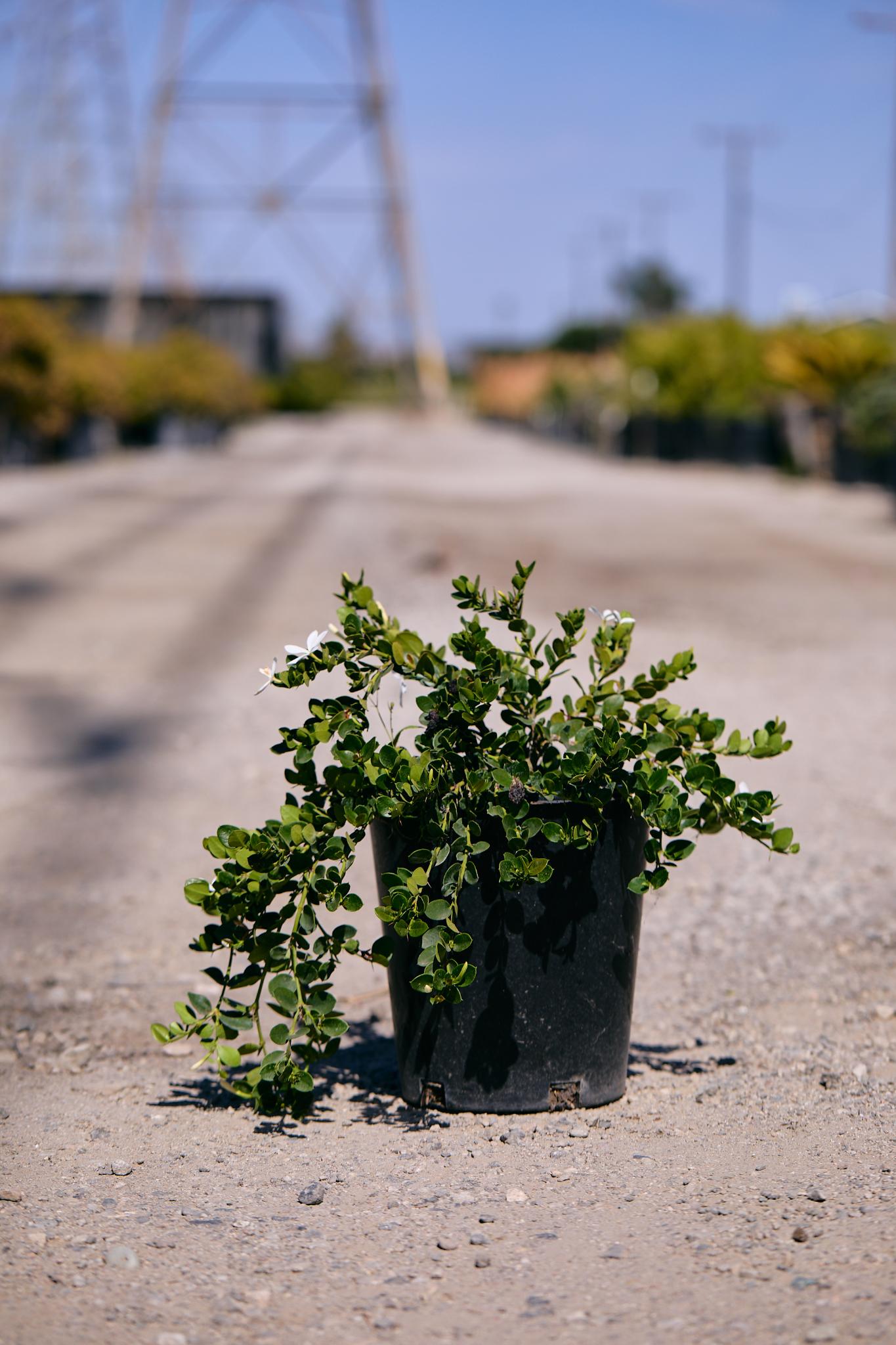 Natal Plum (Carissa macrocarpa)