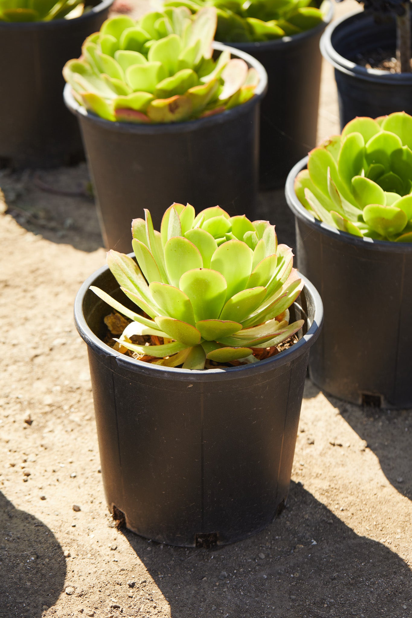 saucer plant succulent Mint Saucer Aeonium (Aeonium 'Mint Saucer') – Los Angeles Delivery