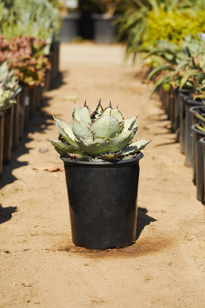 White Ice Agave (Agave titanota 'White Ice')