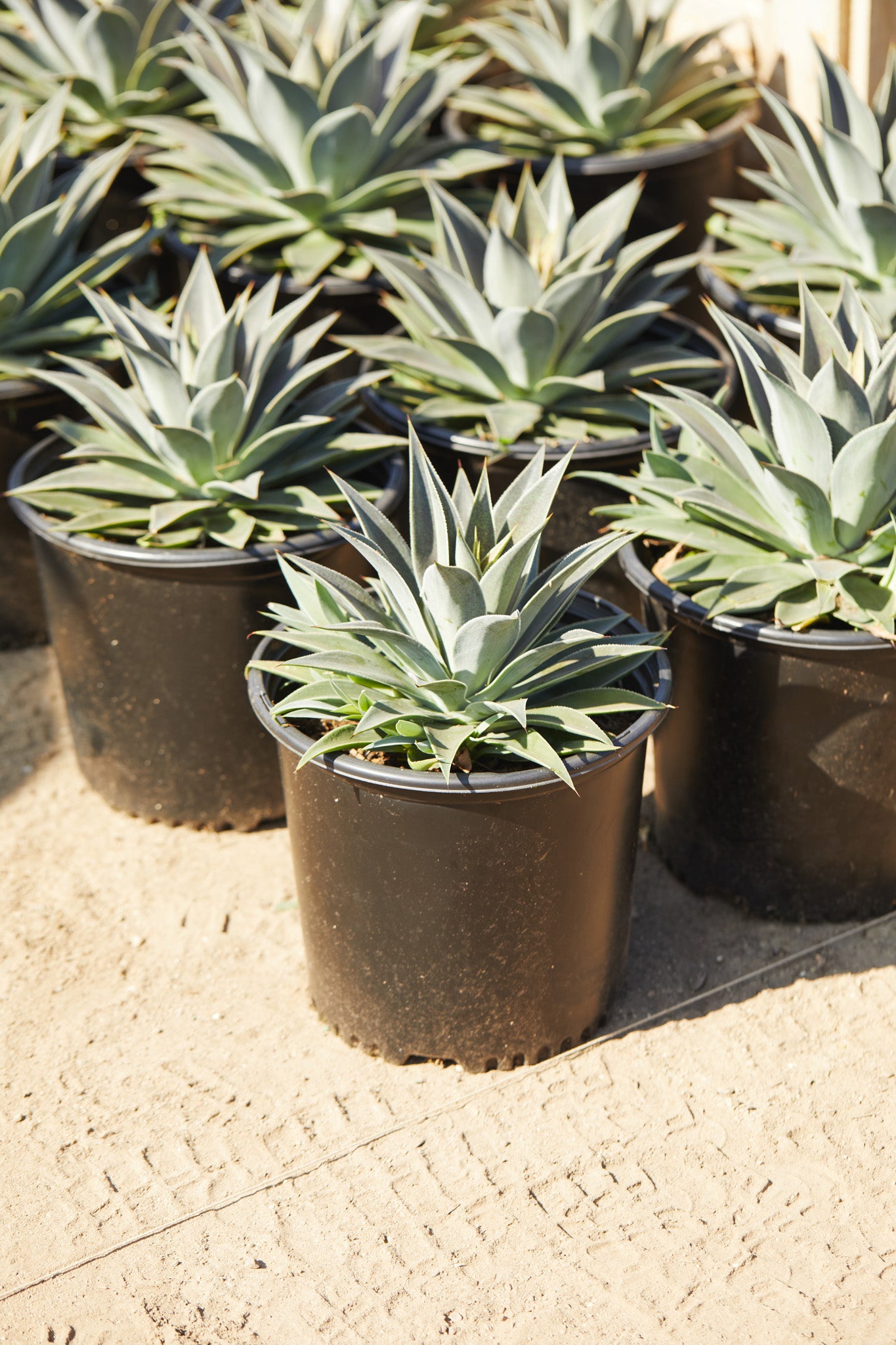 mangave lavender lady plant Lavender Lady Mangave (x Mangave 'Lavender Lady') – Los Angeles Delivery