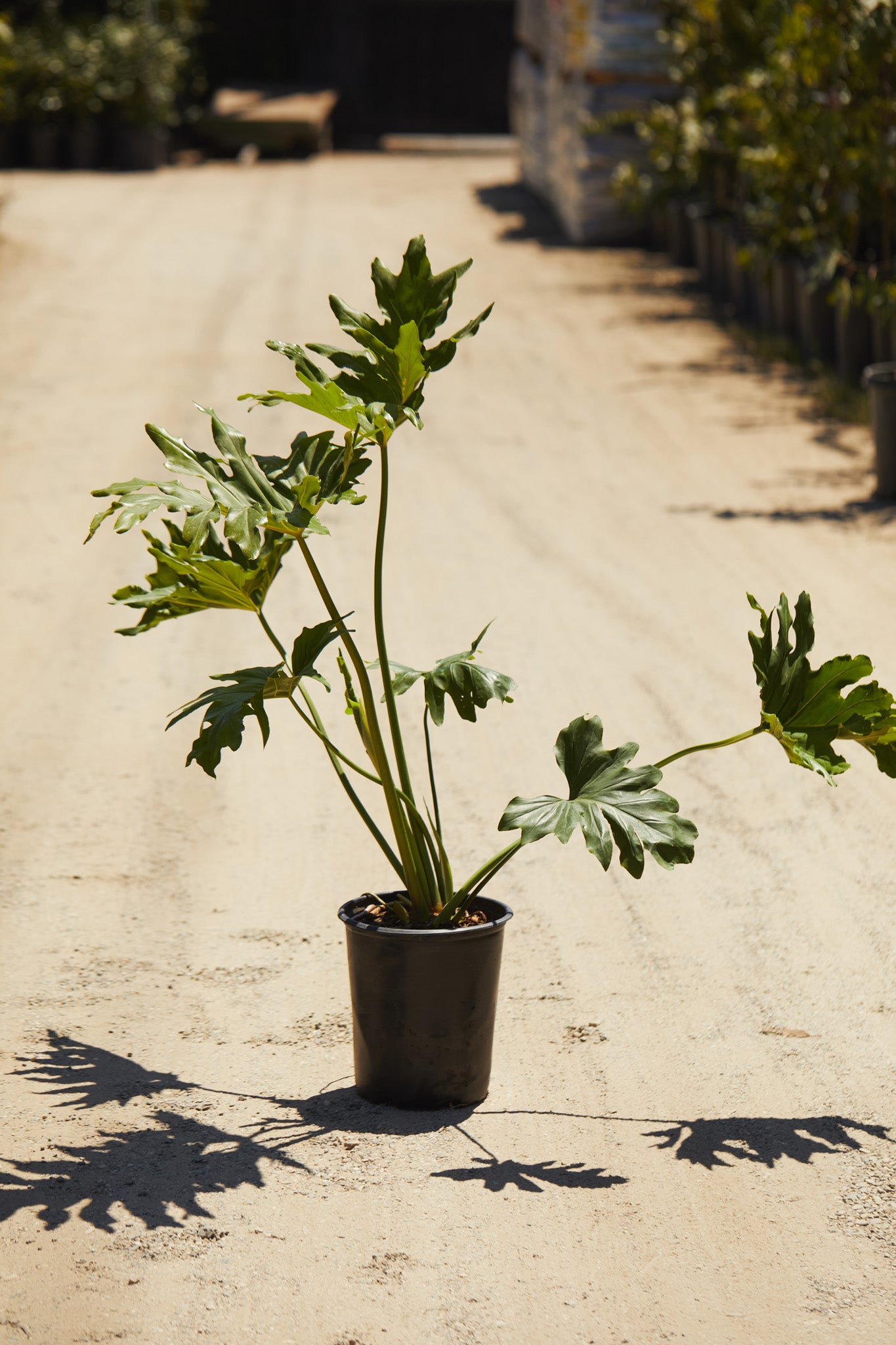 philodendron fraternum Split-Leaf Philodendron (Thaumatophyllum bipinnatifidum) – Los Angeles Delivery