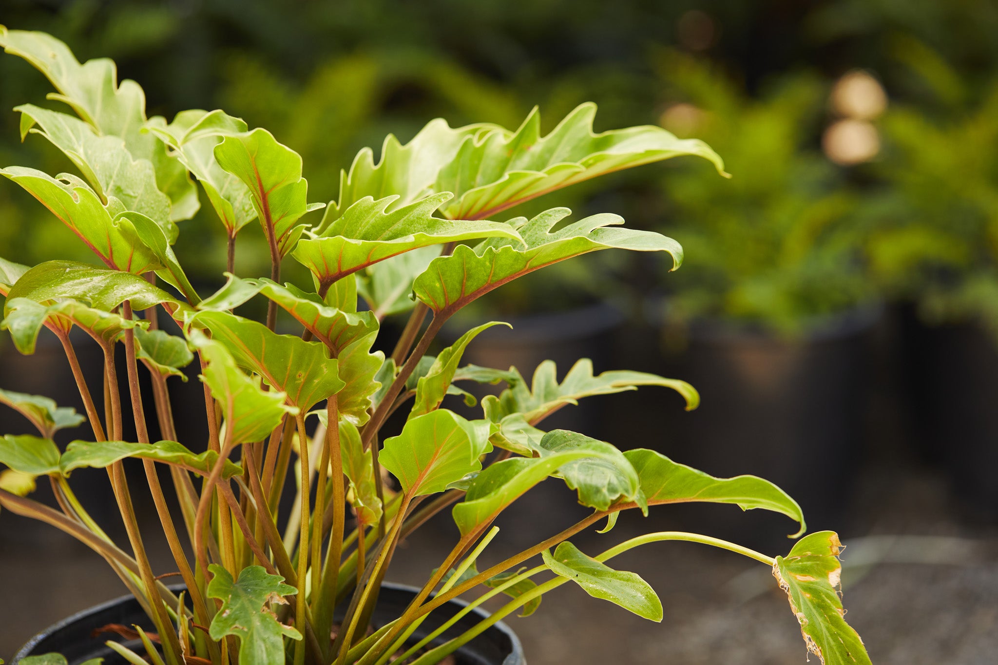 philodendron bipinnatifidum vs xanadu Xanadu Philodendron (Thaumatophyllum bipinnatifidum 'Xanadu') – Los Angeles Delivery