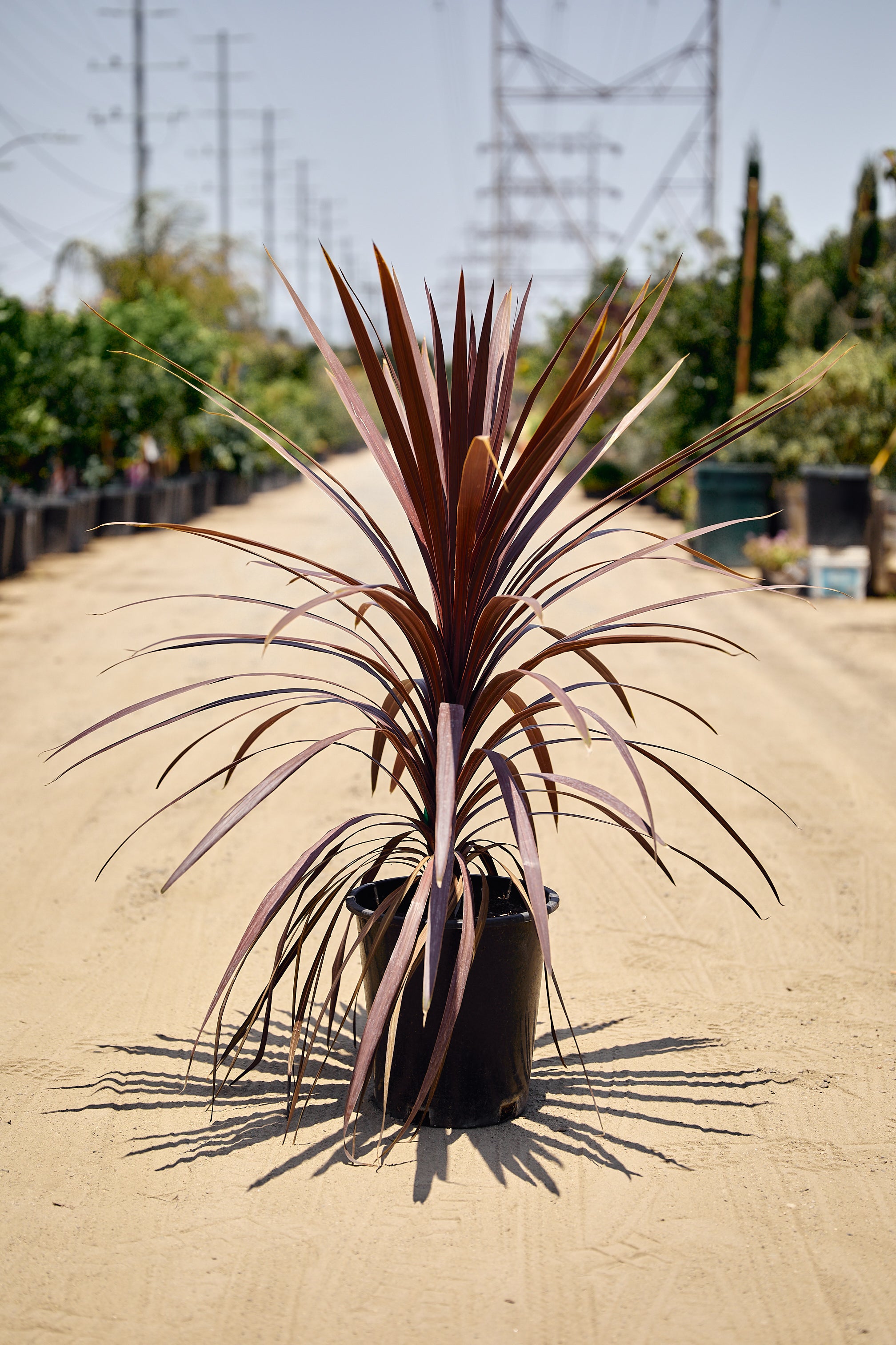 Cordyline ‘Red Star’ (Cordyline australis) – Los Angeles Delivery