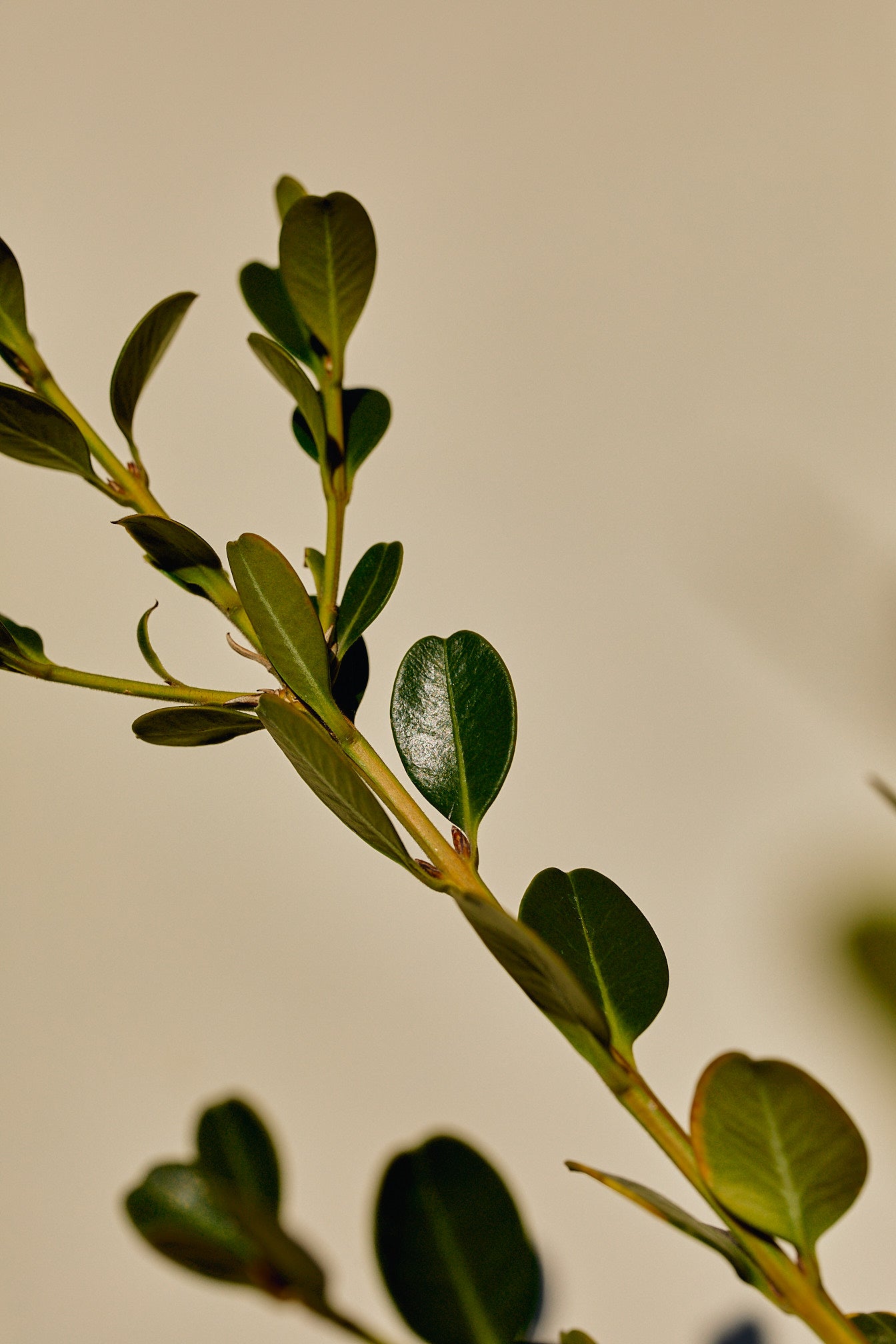 Carrotwood Tree (Cupaniopsis anacardioides)