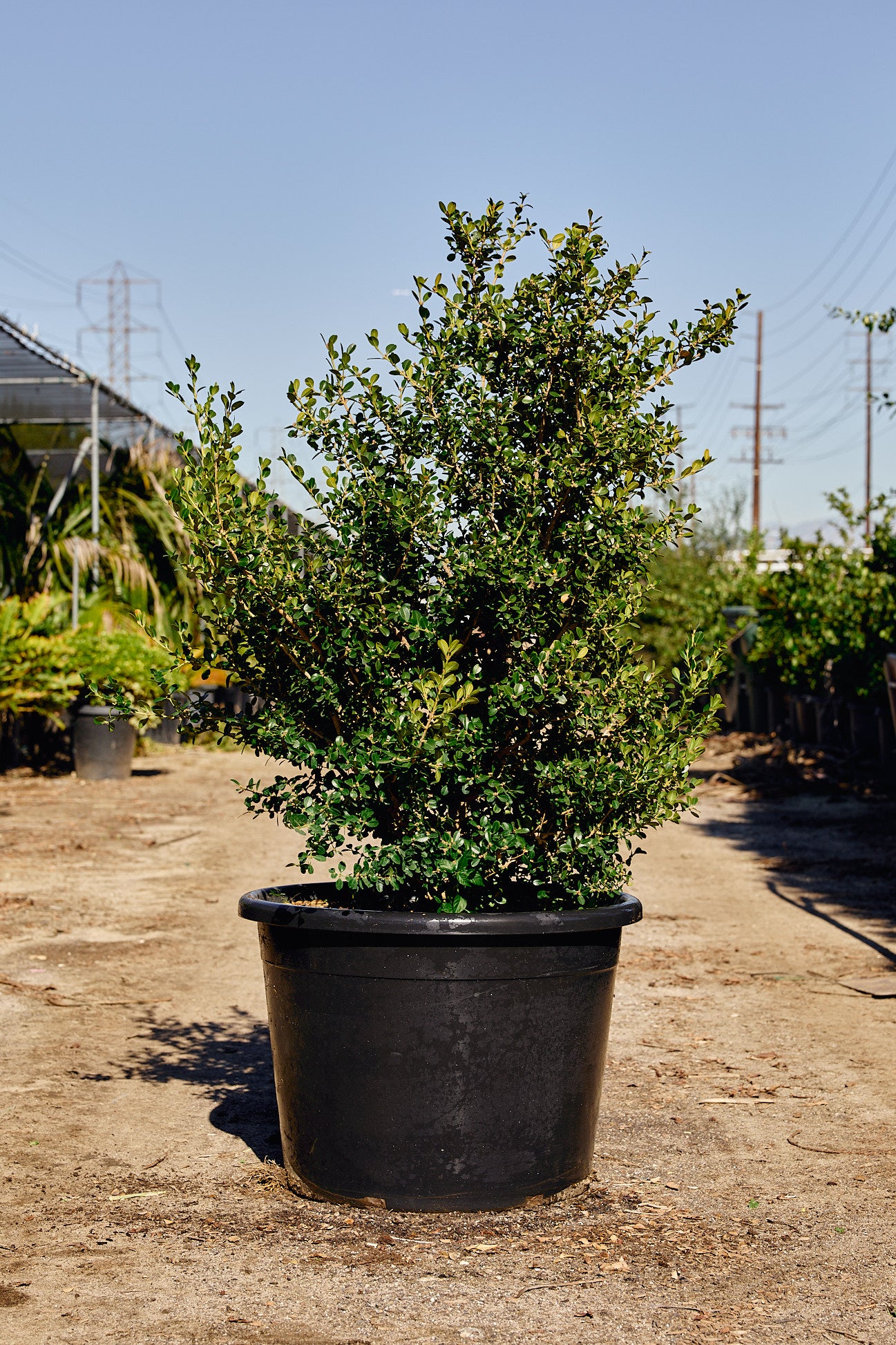 Carrotwood Tree (Cupaniopsis anacardioides)