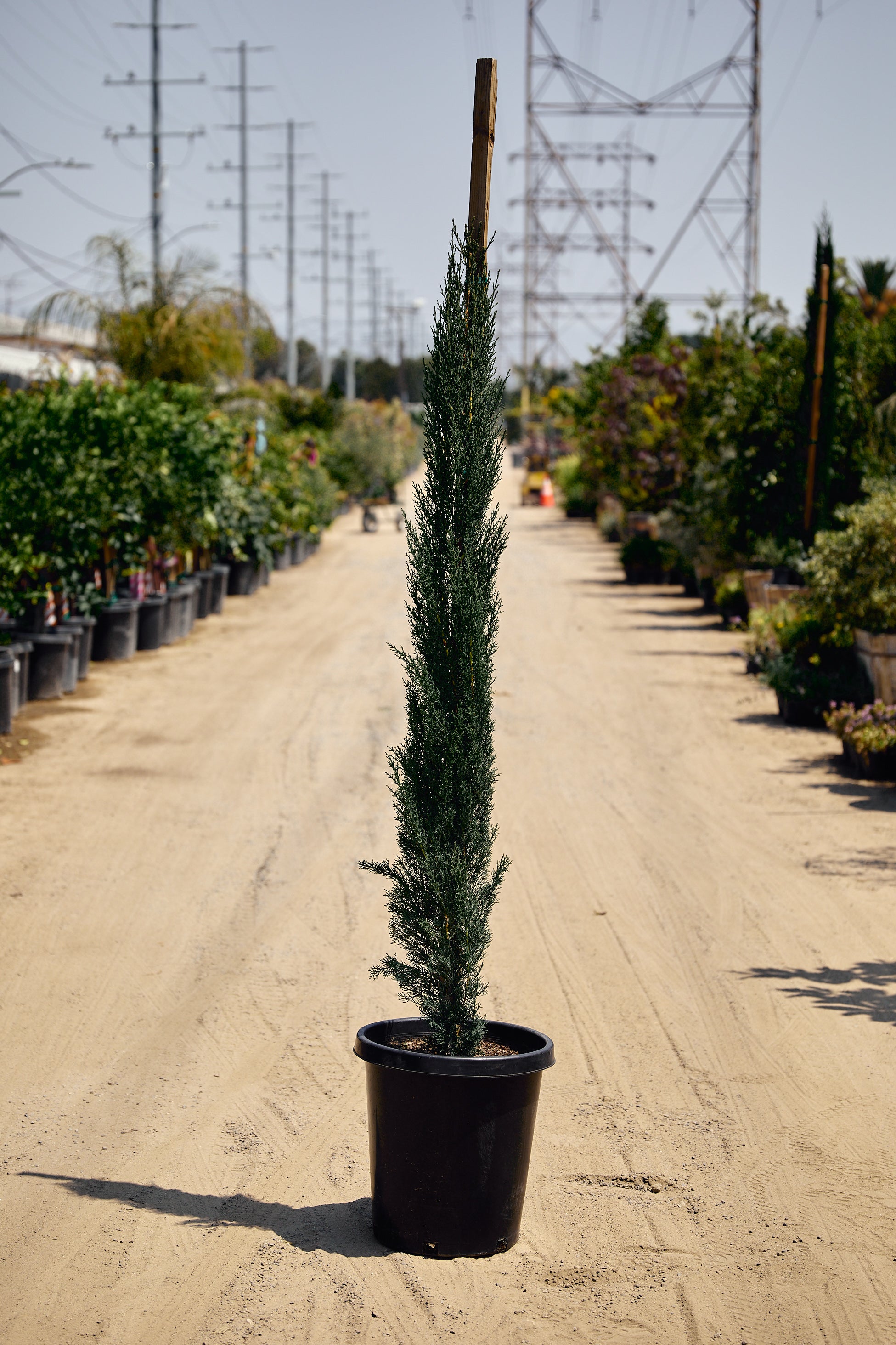 Italian Cypress (Cupressus sempervirens)