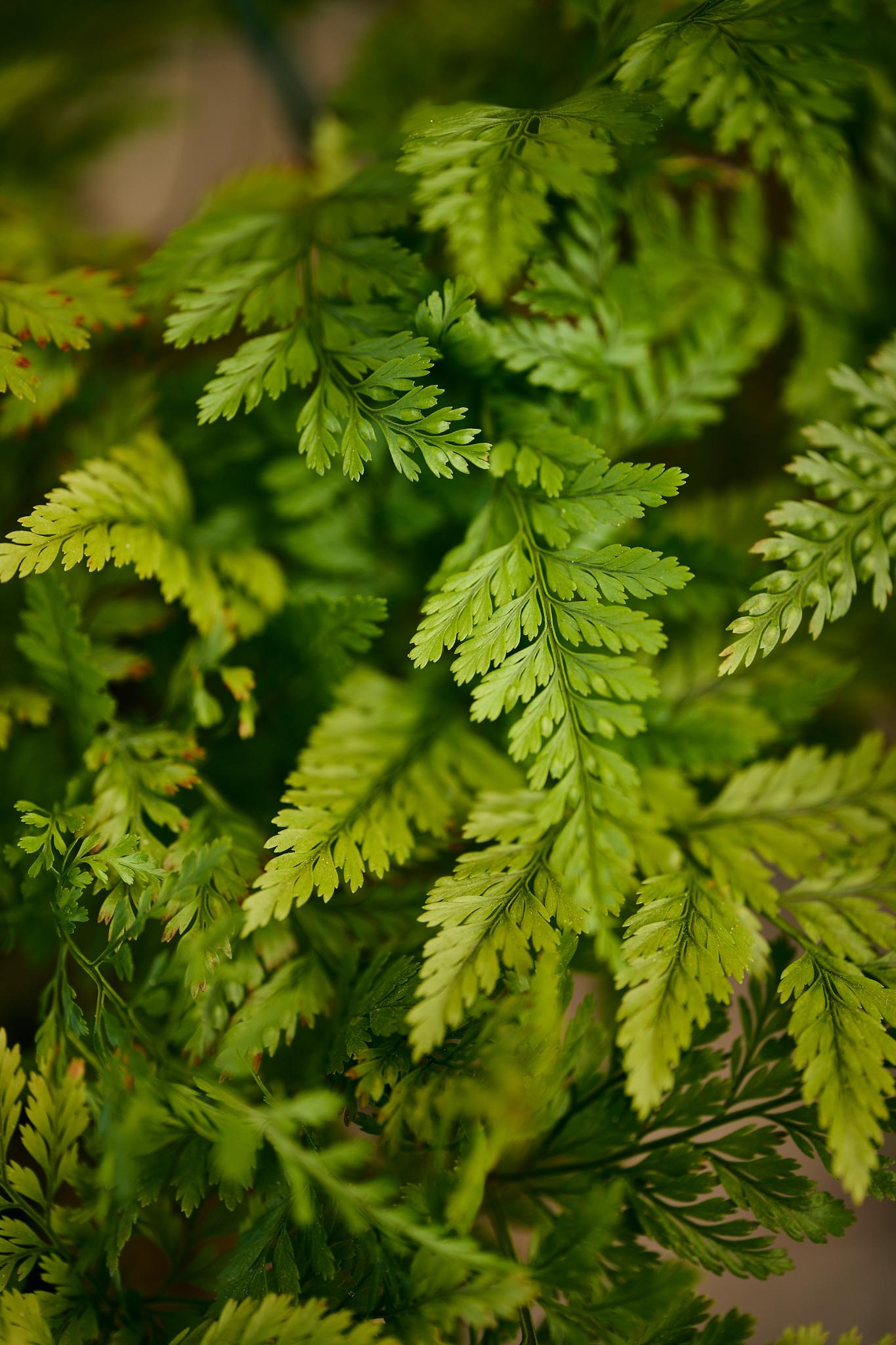 Rabbit's Foot Fern (Davallia fejeensis)