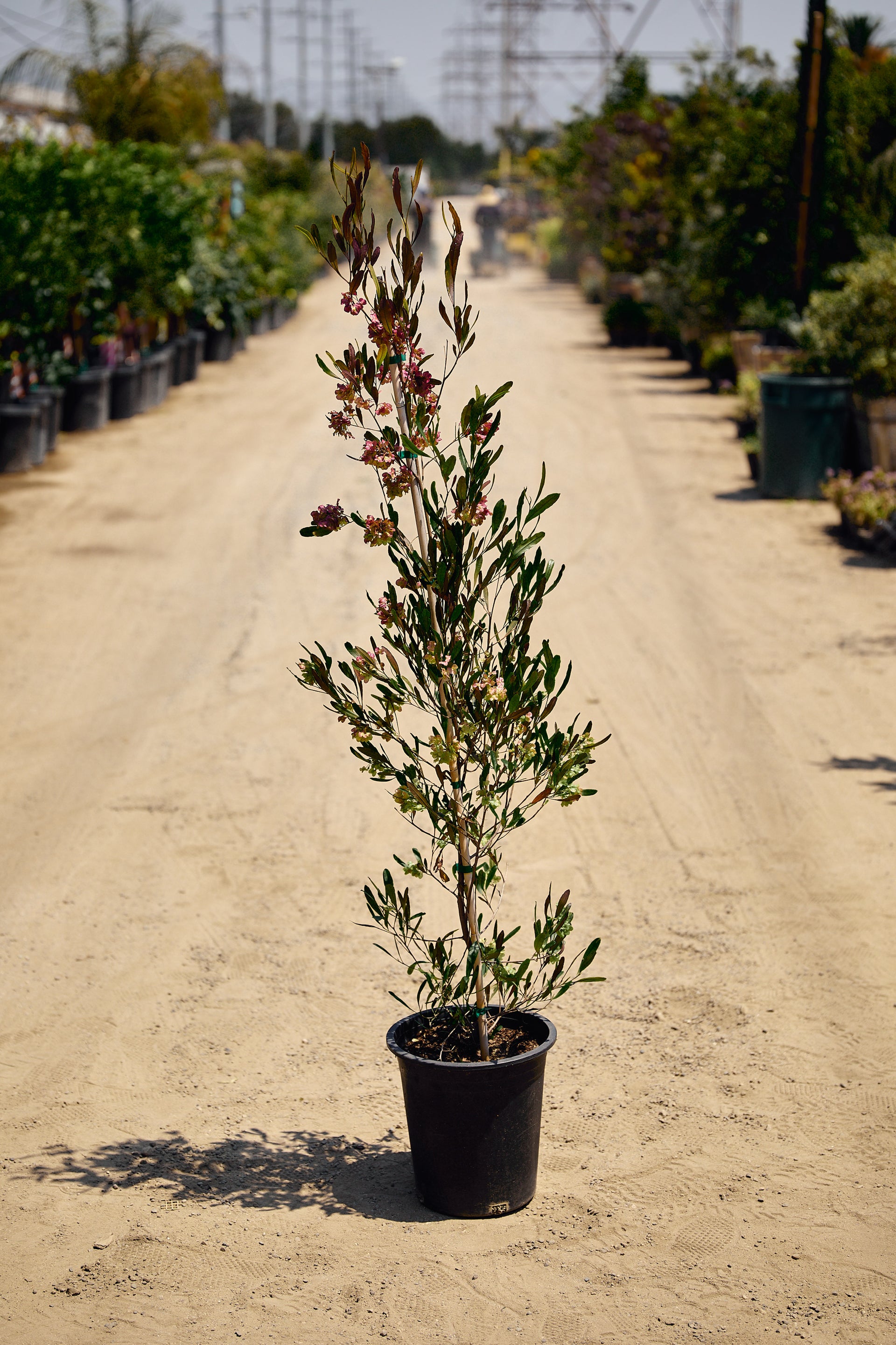 Purple Hopbush (Dodonaea viscosa 'Purpurea')
