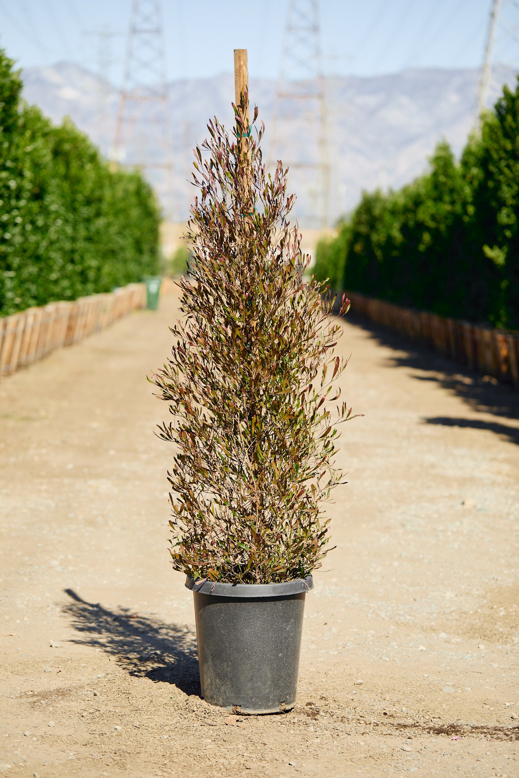 Purple Hopbush (Dodonaea viscosa 'Purpurea')