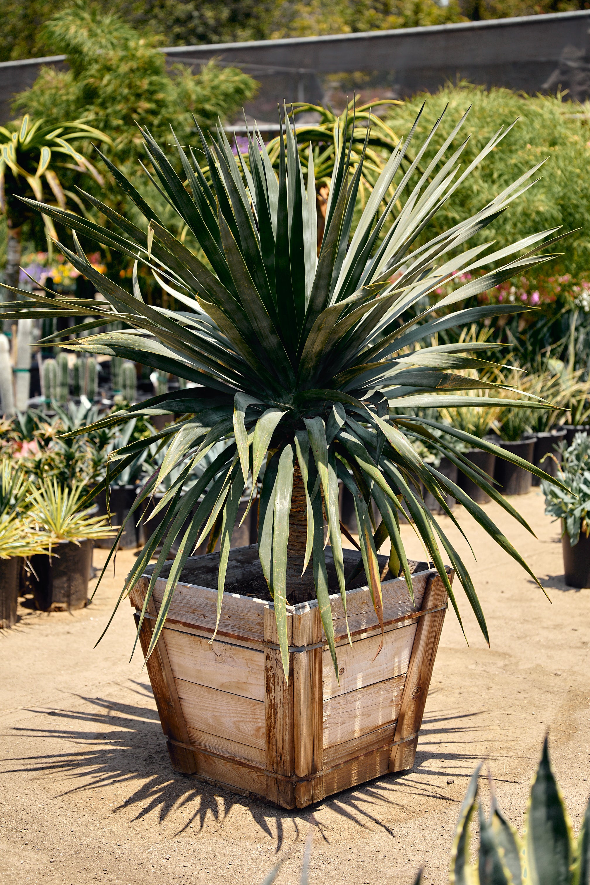Dragon Tree (Dracaena draco)