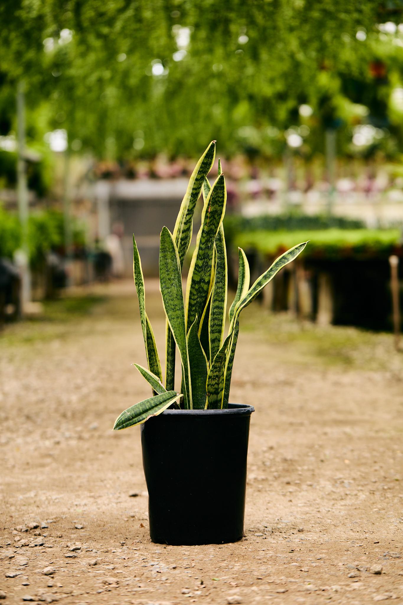 Variegated Snake Plant (Dracaena trifasciata laurentii)