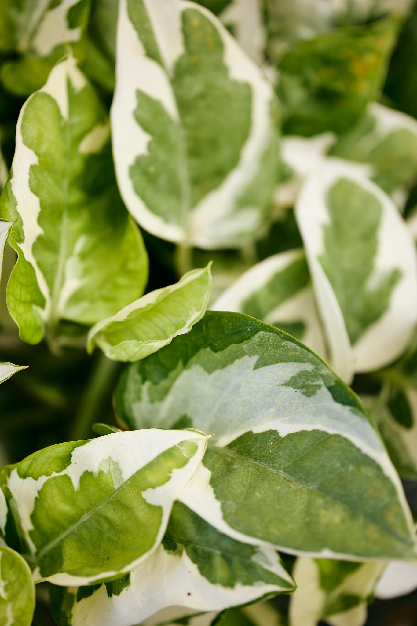 N'Joy Pothos (Epipremnum aureum 'N'Joy')