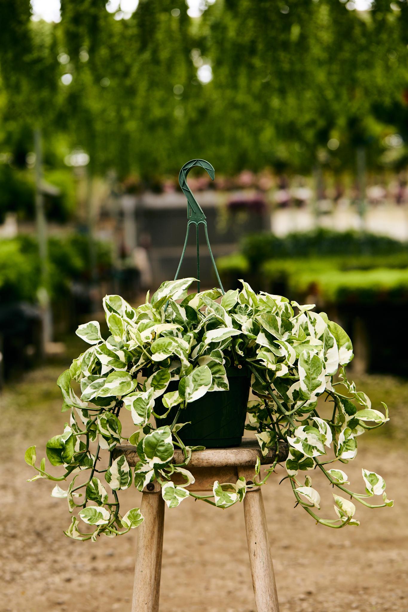 N'Joy Pothos (Epipremnum aureum 'N'Joy')